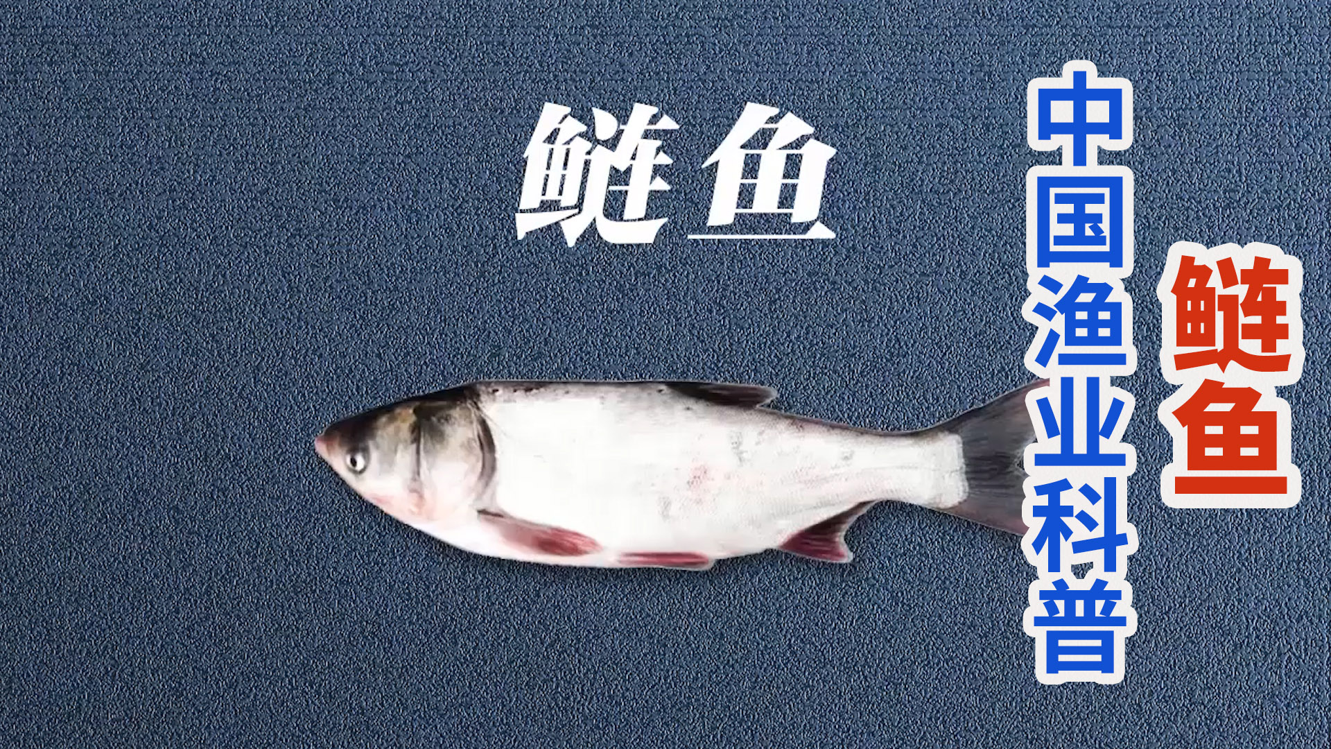 中国本土有哪些好看的淡水鱼？ - 知乎
